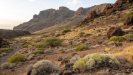Parece una simple cabra, pero es una especie invasora dañina y destruye ecosistemas en las Islas Canarias