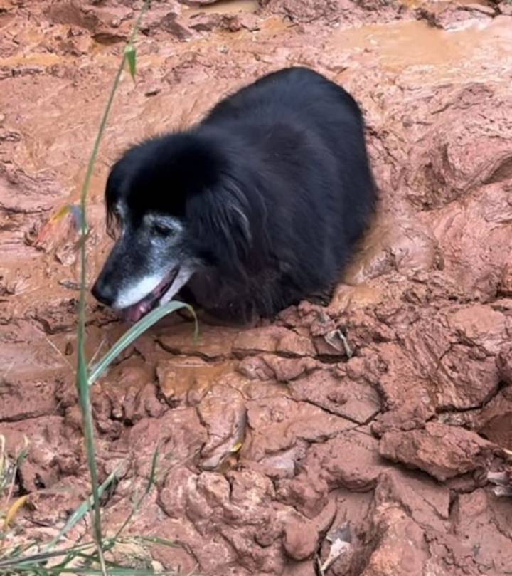 “Pasó horas luchando por salir del pozo” Es el encargado de cuidar a los animales en un refugio, pero un descuido puso en peligro su propia vida