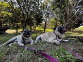 Promueve Gobierno de Oaxaca parques pet friendly seguros