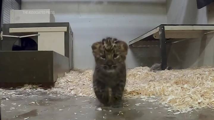 Behind the scenes look at amur leopard cubs at Chicago area zoo
