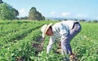 Alcanzará un 30% de la superficie de siembra
