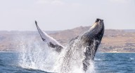 Invitan a conversatorio sobre la Ley de Avistamiento de ballenas