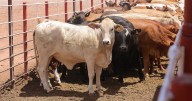 Inicia EEUU revisión en Sonora sobre el manejo del ganado