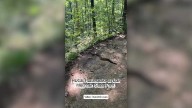 VIDEO: Rattlesnake briefly blocks trail at Alabama park. Would you have spotted it?