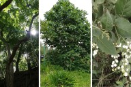 Más de mil especies de árboles endémicos del país podrían desaparecer, alerta estudio