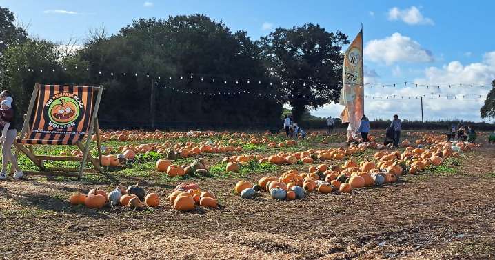 Where to go pumpkin picking around Coventry for 2025