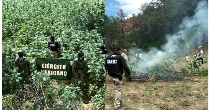 AMIC y DEFENSA localizan y destruyen plantío de mar¡hu@na en Cananea