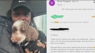 Chicago woman blames Rover sitter for missing dog