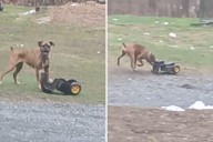 Dog Obsessed With Toy Digger He Pushes and Chases Wins 'Pet of the Week'