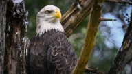 Big Bear Valley Fans Rejoice As Young Eagle Believed To Be Jackie And Shadow’s Baby Returns To The Nest