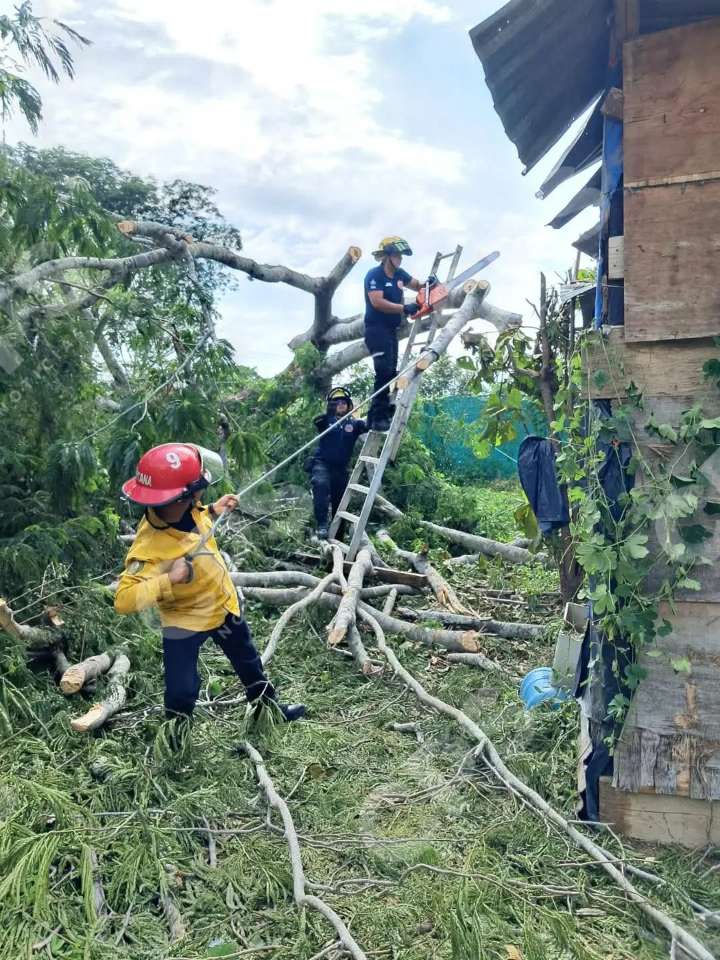 Árbol de gran tamaño cae sobre vivienda en la colonia Rancho Nacar, en Puerto Vallarta