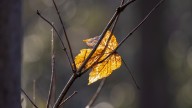 Are The Hardwood Trees In Your Yard Dying? This Invasive Insect May Be The Culprit