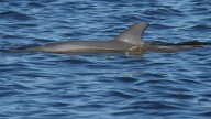 Three Mandurah dolphins return to Peel-Harvey Estuary after almost a year in Bunbury
