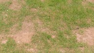 Telltale Signs It's Time To Reseed Your Lawn