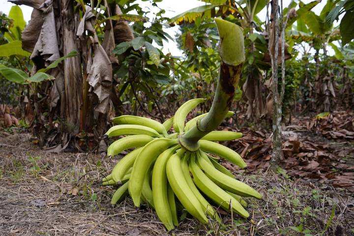 Ecuador ya no tiene tanto plátano para exportar a Estados Unidos y Guatemala está ganando ese mercado