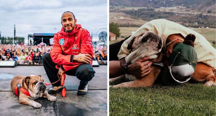 Murió ‘Roscoe’, el perrito de lewis Hamilton que cautivó a la F1
