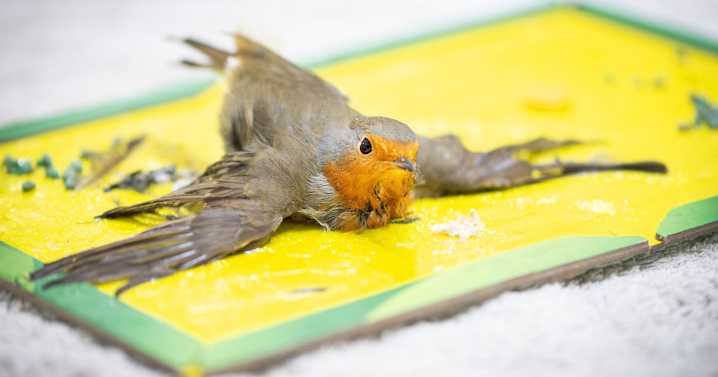 Trapped robin rescued from glue of poisonous mousetrap