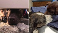 Alabama Dog Overcomes Trauma, Then Becomes A Foster Sister To Pups Just Like Her
