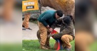 Trágico incidente en Buinzoo: Guacamayo muere tras ser atacado por un serval durante una exposición