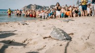 Nueve tortugas bobas nacidas en una playa de Benidorm vuelven a casa tras un año de crianza controlada en el Oceanogràfic