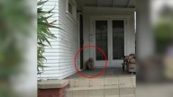 California Dog Shows Up On Stranger’s Porch Begging For Help, Then Everything Changes