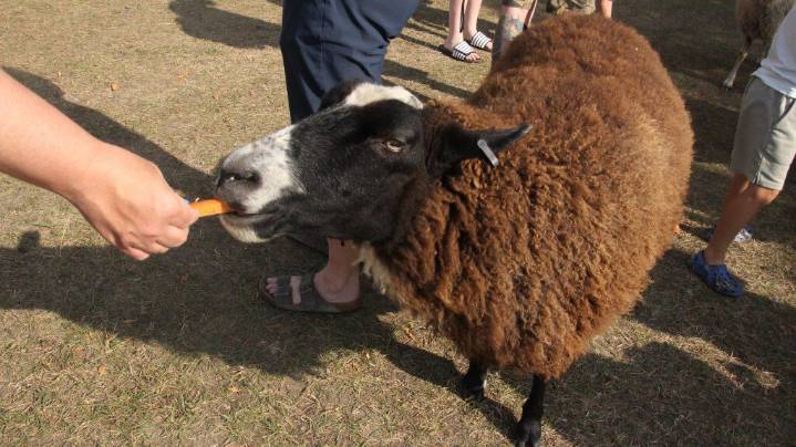 Fort Saskatchewan says bye to sheep and hello to history with Summer Send
