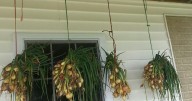 Lovina's Amish Kitchen: Another busy week for the Eichers