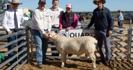 Full results from Quartz Australian White ram sale
