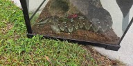 Authorities Seize Guns, Drugs, and Venomous Reptiles in Itasca County Raid
