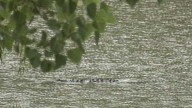 Apparent human bones found inside alligator in Lacombe