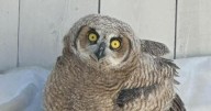 Plan to cut down dozen of trees home to owls in Modesto park has some worried
