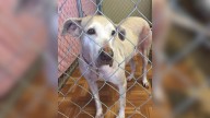 Sweet Senior Dog Spent 7 Years In A Hawaii Shelter Without A Single Adoption Inquiry