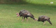 Fall wild turkey season gets underway
