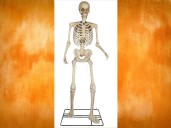 10-Foot Skeletons are back at Lowe's and are on sale for a limited time