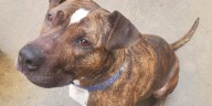 Northeast Ohio dog who spent 7 years waiting in shelter finally gets adopted