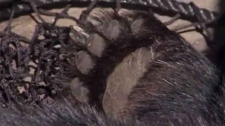 Florida bear hunt move forward, with permits available by lottery
