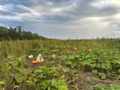 'They're picking their own pumpkins': Ceresco pumpkin farm battles price hikes by cutting labor costs