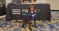 Bureau of Emergency Communications Director charged with animal cruelty