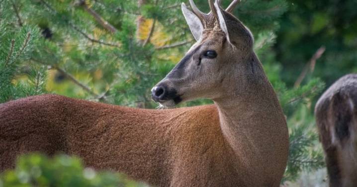 "El huemul no tiene fronteras": Argentina y Chile se unen para repoblar especie y trazan hoja de ruta integral