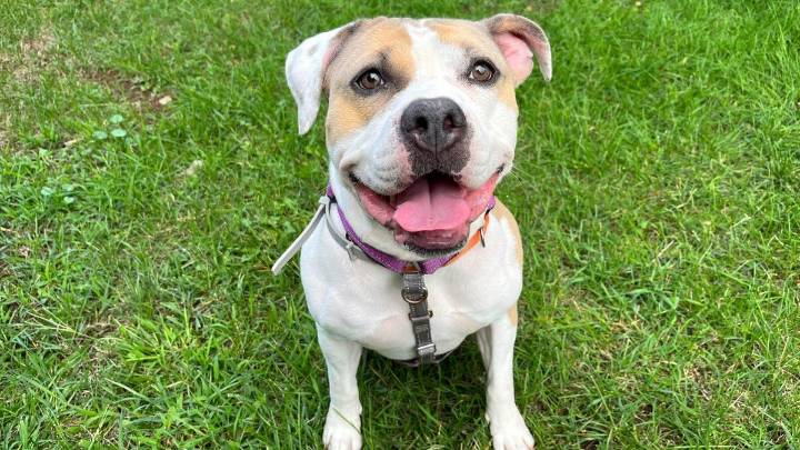 Why Mabel The Pit Bull Is Ready For Adoption Today