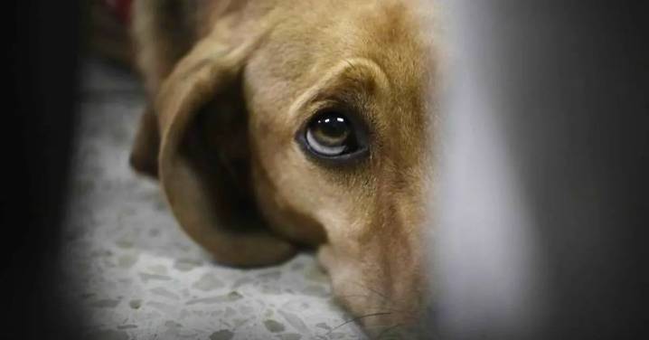 Justicia para Keila: juez envía a prisión a hombre señalado de maltrato y agresión sexual contra una perrita en Bogotá