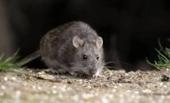 Alerta por casos de leptospirosis: las tres provincias afectadas