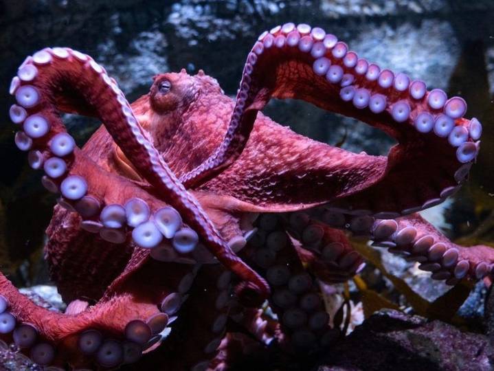 Fans bid farewell to beloved California octopus