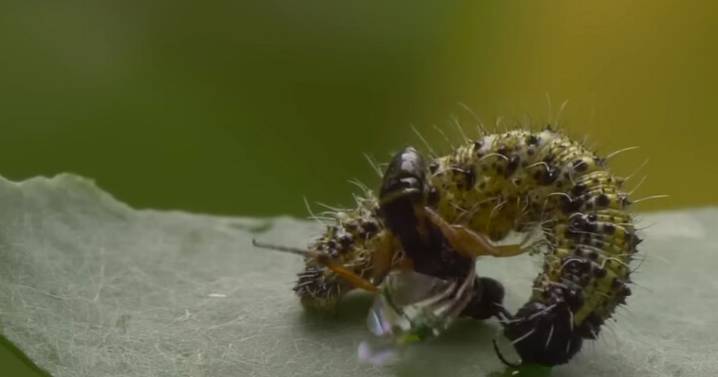 Horrific wasps use other bodies like ‘real life alien movie’ parasites