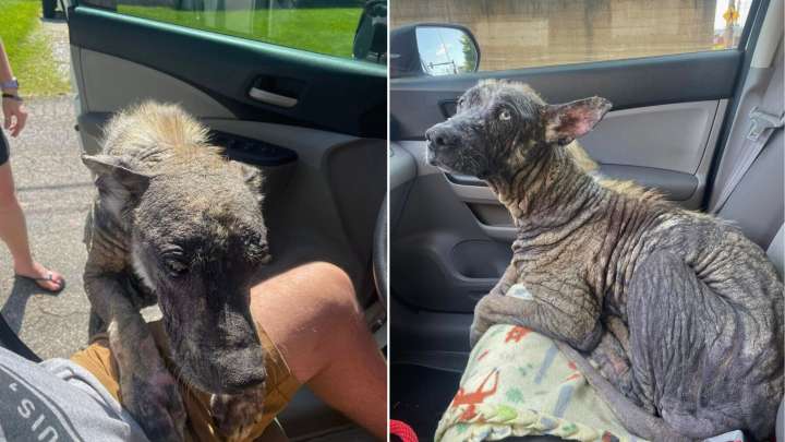 Missouri Rescuer Had No Clue That This Rock-Like Creature Was Actually A Beloved Dog Breed