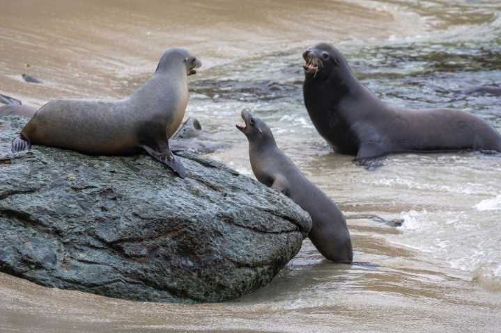 Kidney disease hits Calif. sea lions