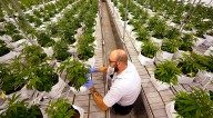 4th Circuit upholds key part of MD’s cannabis regulation system