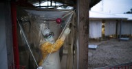 Congo news: Ebola vaccine reaches epicentre of breakout
