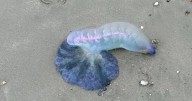 Warning as deadly man o' war washes up on UK beach