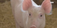 Illinois Pork Producers looking for livestock apprentices